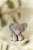 pol_pl_Little-Dutch-Przytulanka-Slon-17cm-Safari-Friends-GRS-6029_3.jpg