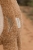 pol_pl_Little-Dutch-Przytulanka-duza-Malpka-Safari-Friends-GRS-6039_17.jpg